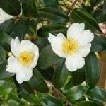 Camellia sinensis planta del té verde, negro y blanco