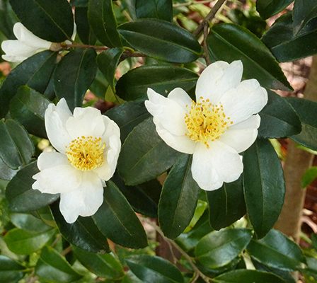 Camellia sinensis planta del té verde, negro y blanco